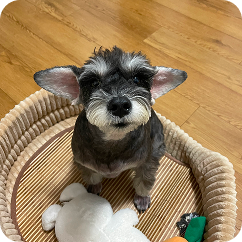 Zheli (Dog)