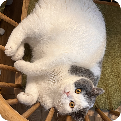 EE (Cat)